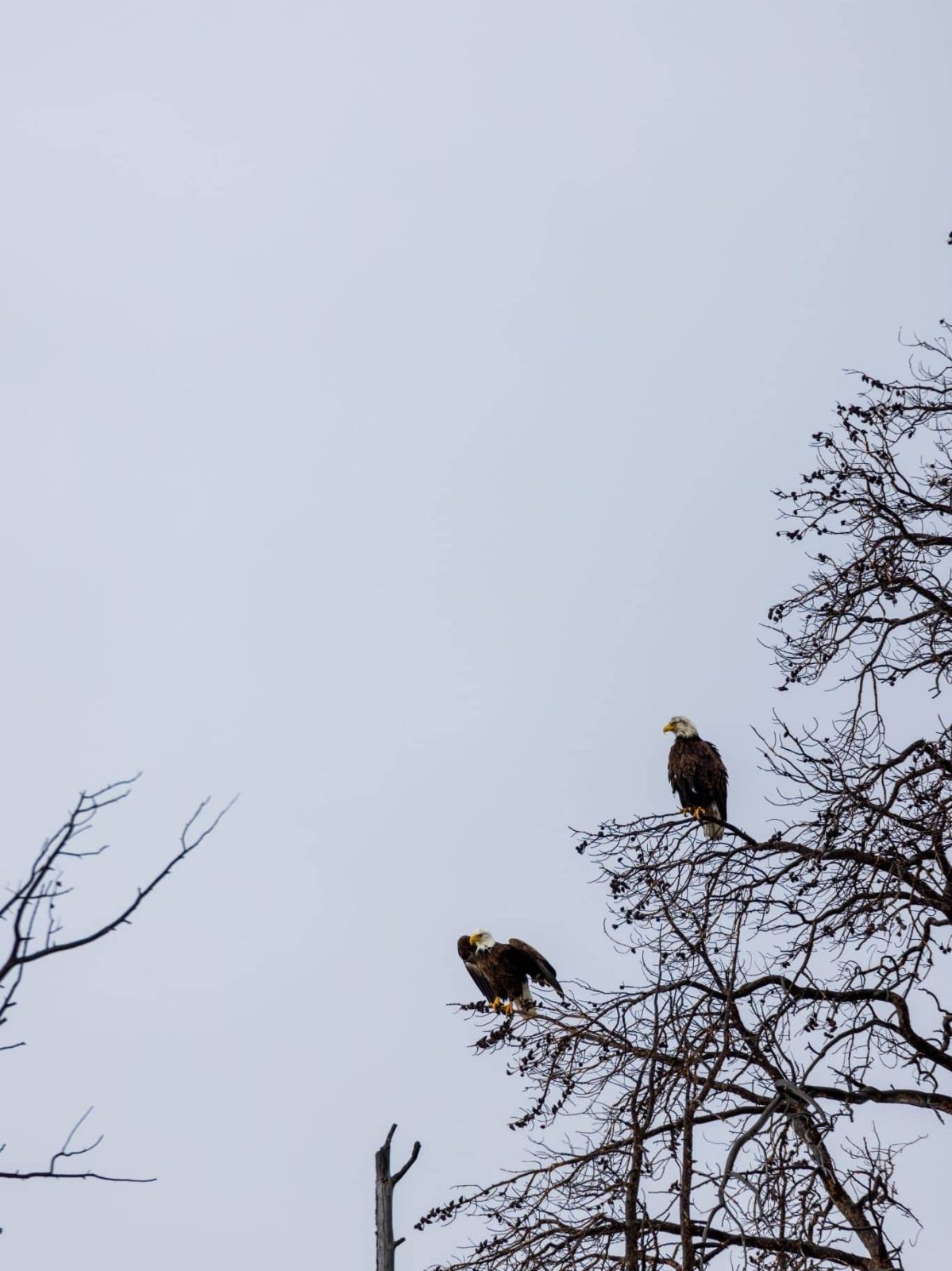 Bald Eagles seen at the West Thumb of Yellowstone Lake in Yellowstone National Park