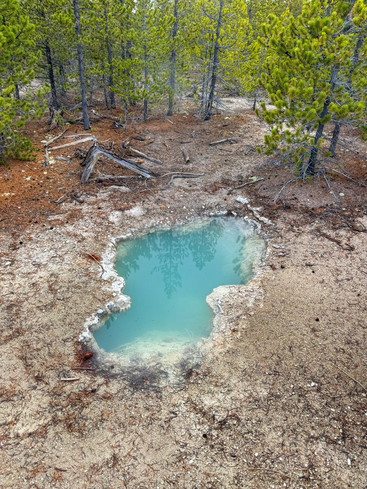 Norris Geyser Basin in Yellowstone National Park