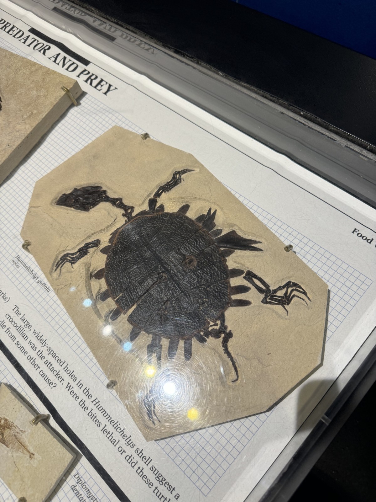 Fossil Butte National Monument in Wyoming