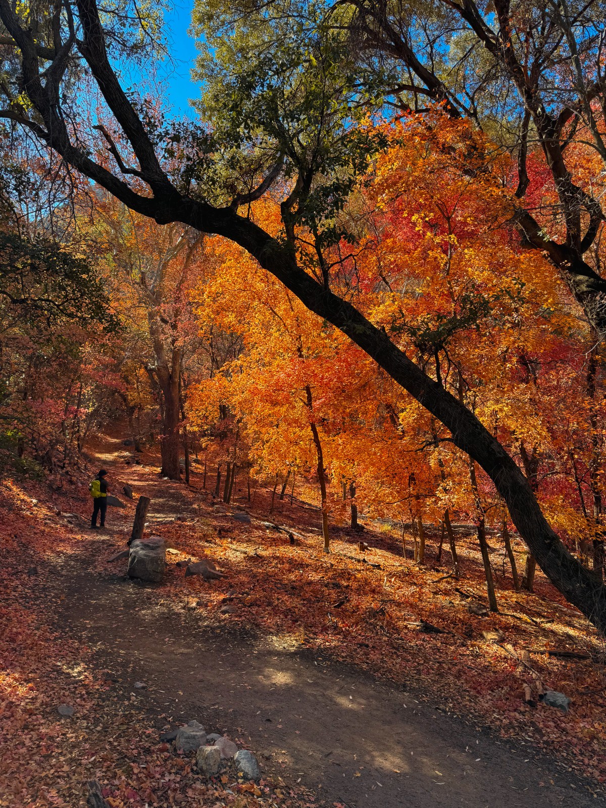 Ramsey Canyon of the Huachuca Mountains near Sierra Vista