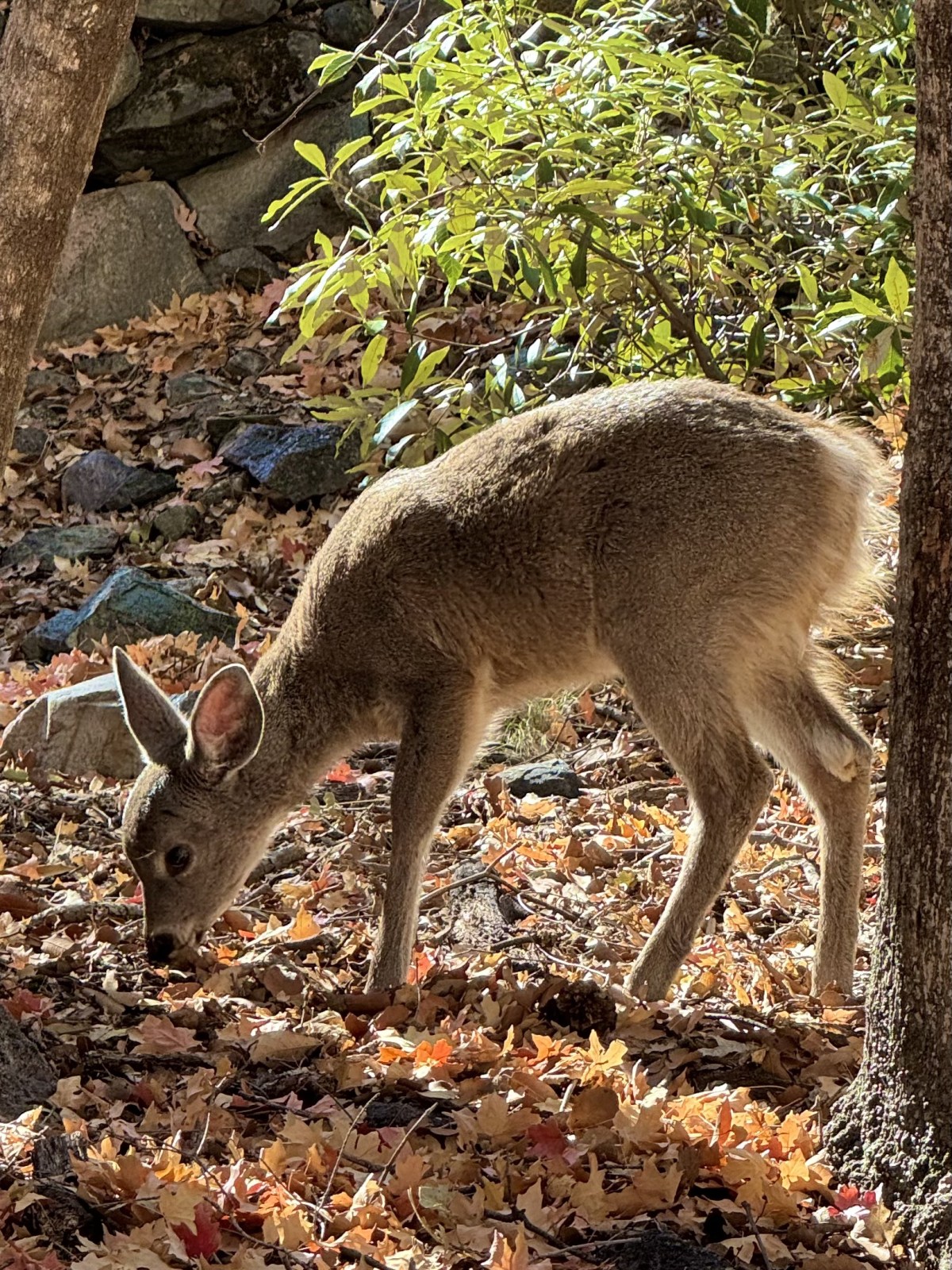 Ramsey Canyon of the Huachuca Mountains near Sierra Vista