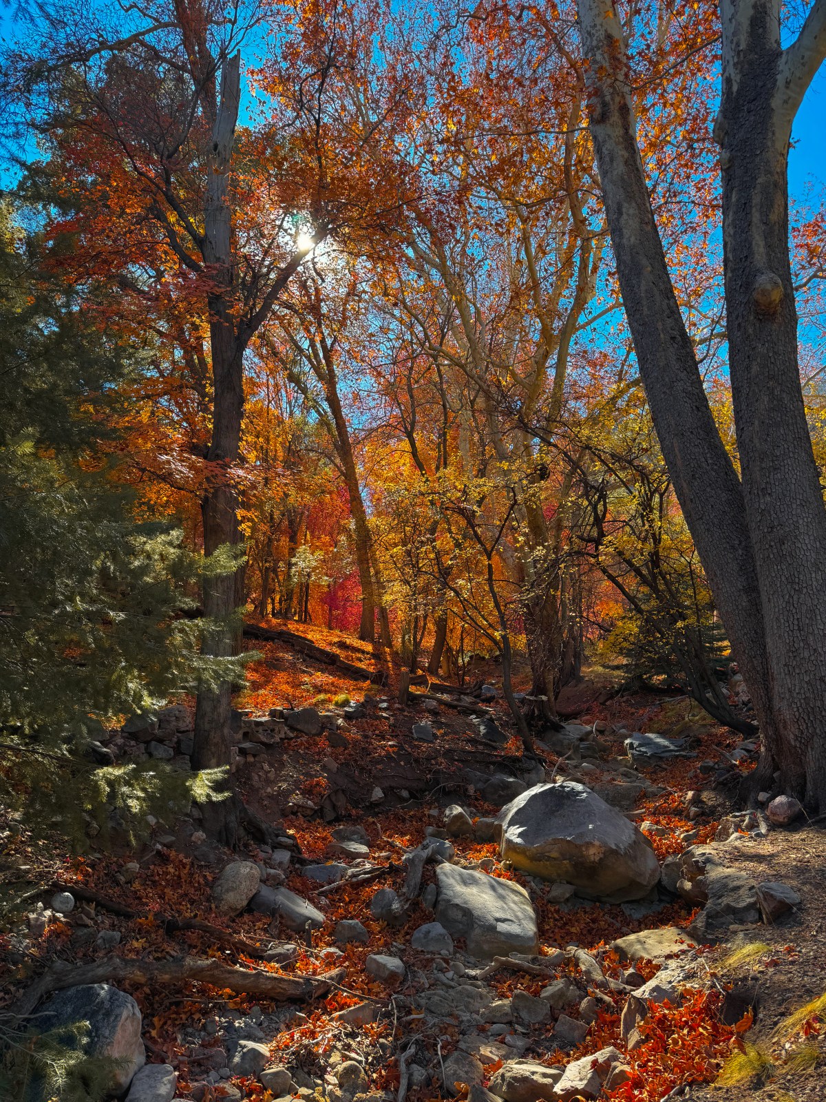 Ramsey Canyon of the Huachuca Mountains near Sierra Vista