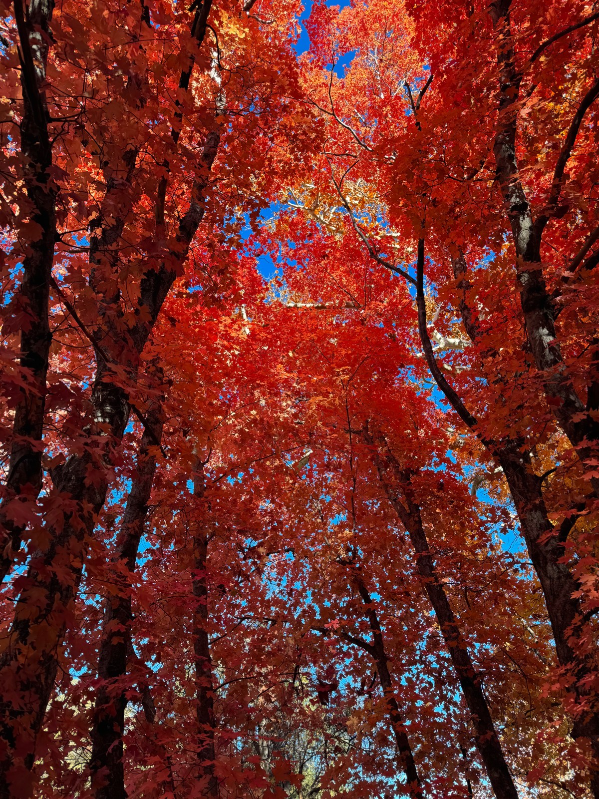 Ramsey Canyon of the Huachuca Mountains near Sierra Vista