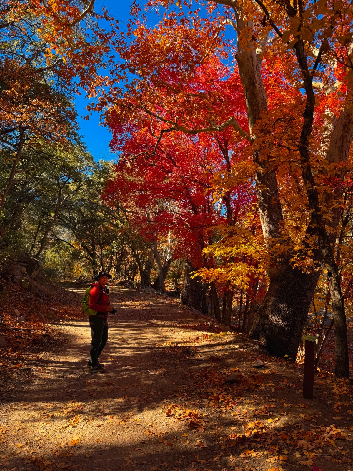 Ramsey Canyon of the Huachuca Mountains near Sierra Vista