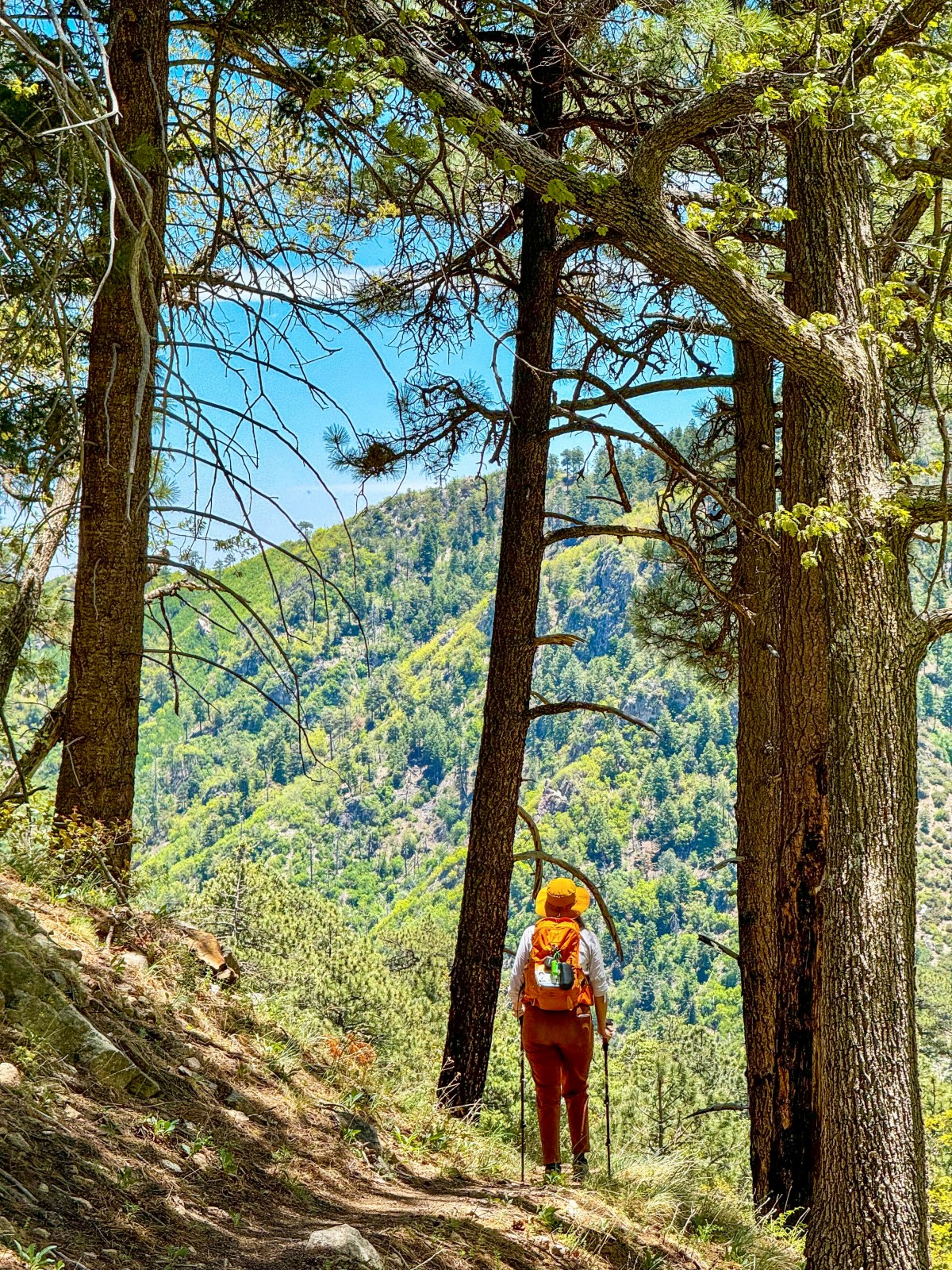 Sierra Vista Sky Islands Summit Challenge in the Huachuca Mountains