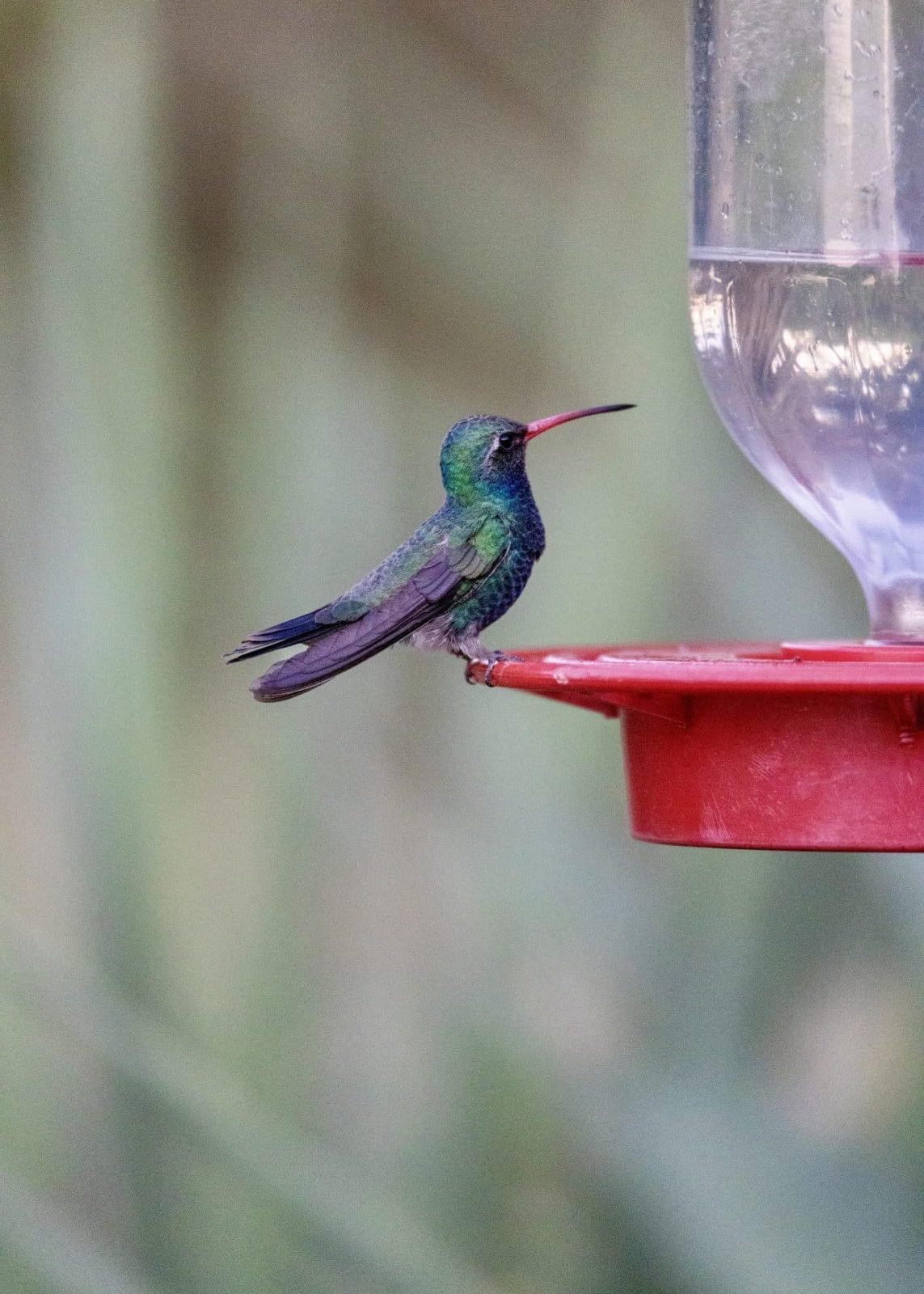 Hummingbird in Sierra Vista