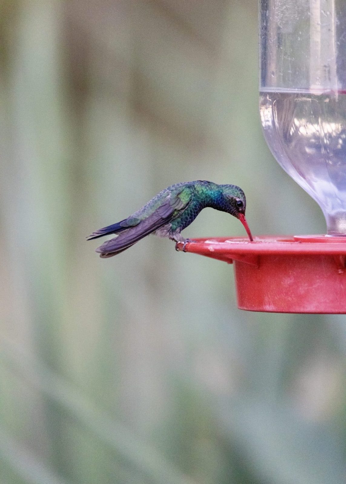 Hummingbird in Sierra Vista
