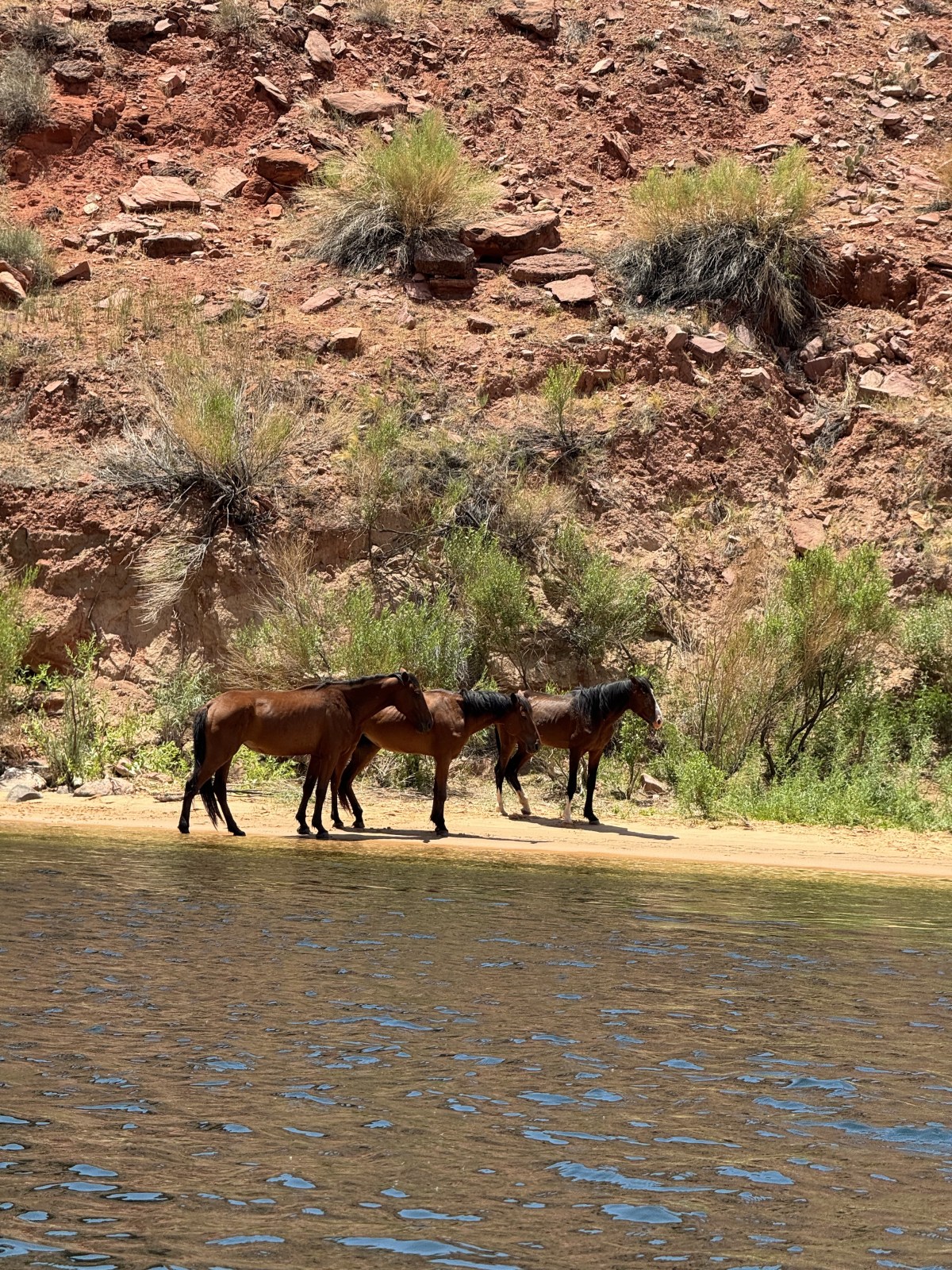 Kayaking the Colorado River and Horseshoe Bend in Glen Canyon National Recreation Area