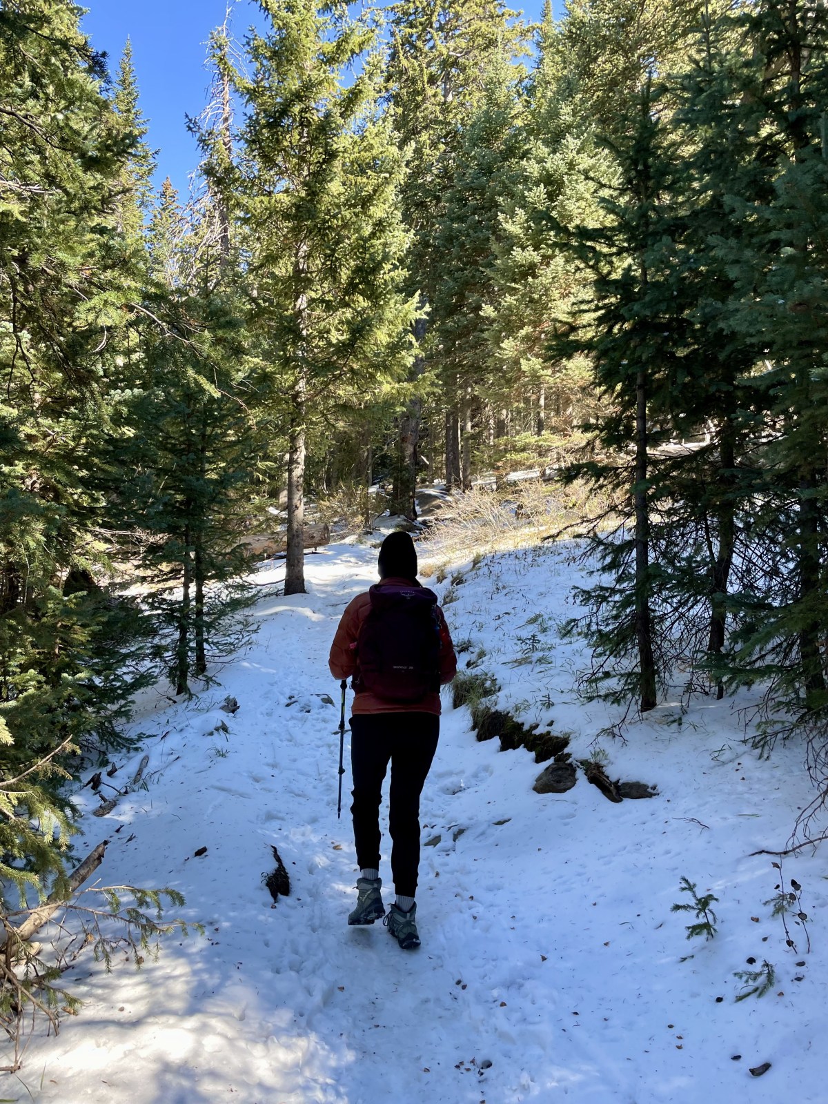 Humphreys Peak trail, Coconino National Forest - Flagstaff, Arizona