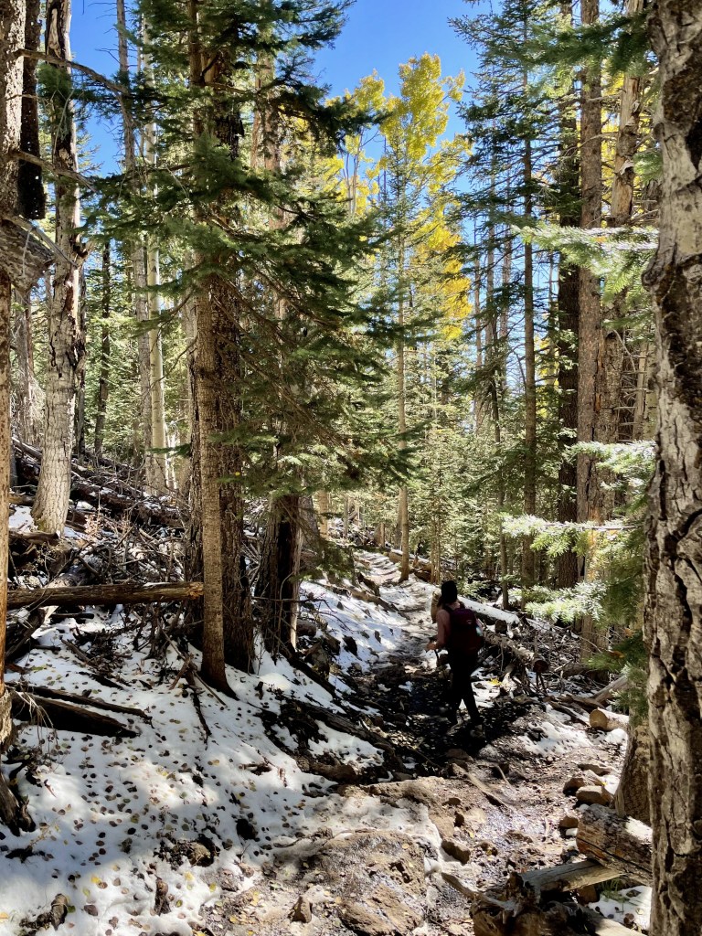 Humphreys Peak trail, Coconino National Forest - Flagstaff, Arizona