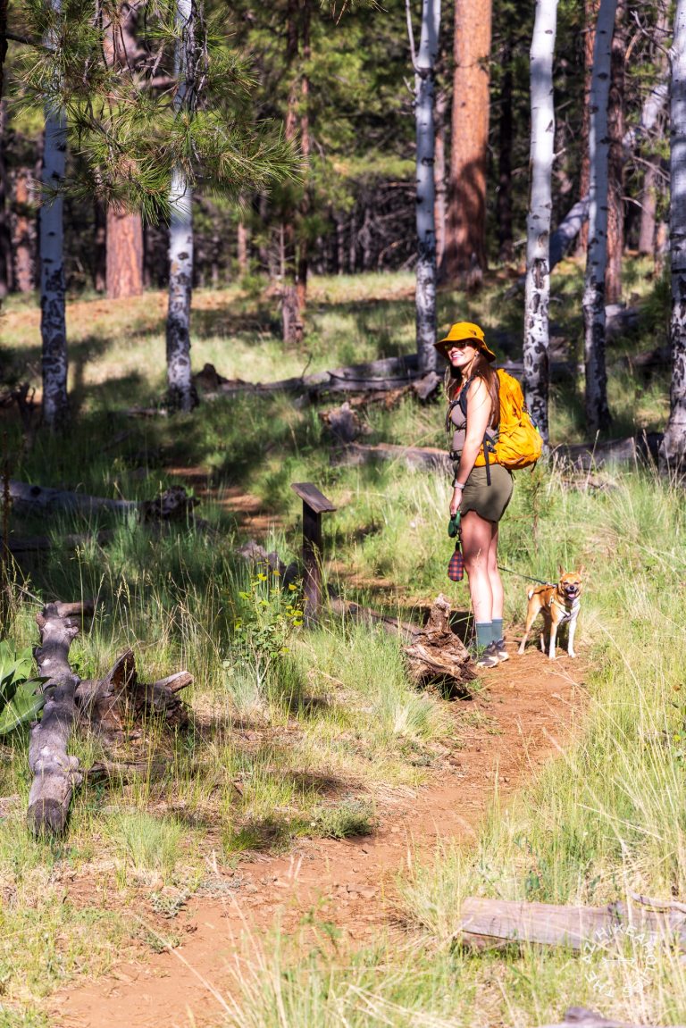 Kendrick Park Watchable Wildlife Trail in Coconino National Forest near Flagstaff, Arizona