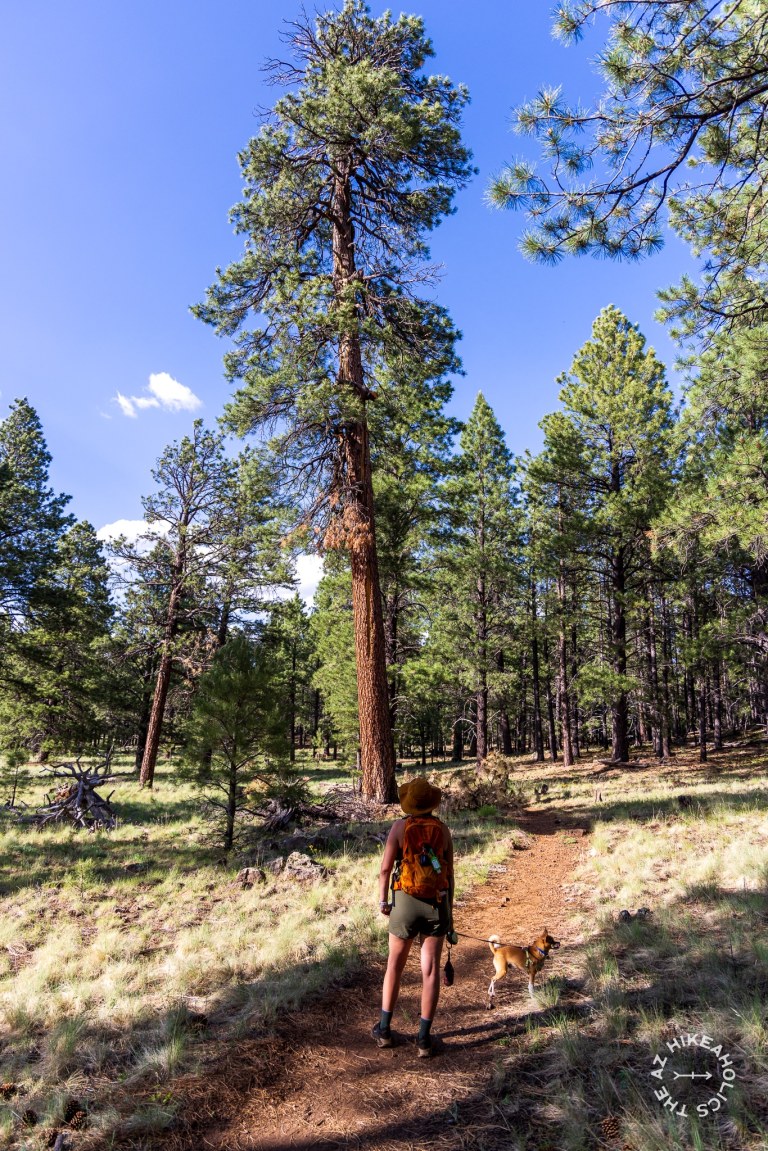 Kendrick Park Watchable Wildlife Trail in Coconino National Forest near Flagstaff, Arizona