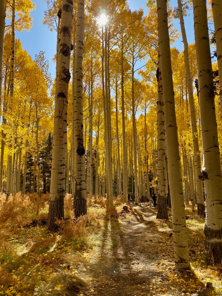 Aspen Nature Loop, Snowbowl in Coconino National Forest by Flagstaff, Arizona