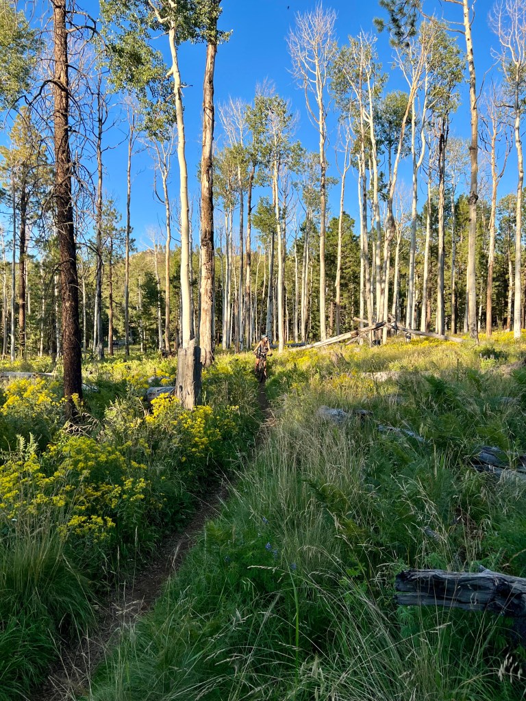 Mountain biking near Flagstaff, Arizona - Hart Prairie Loop of Coconino National Forest