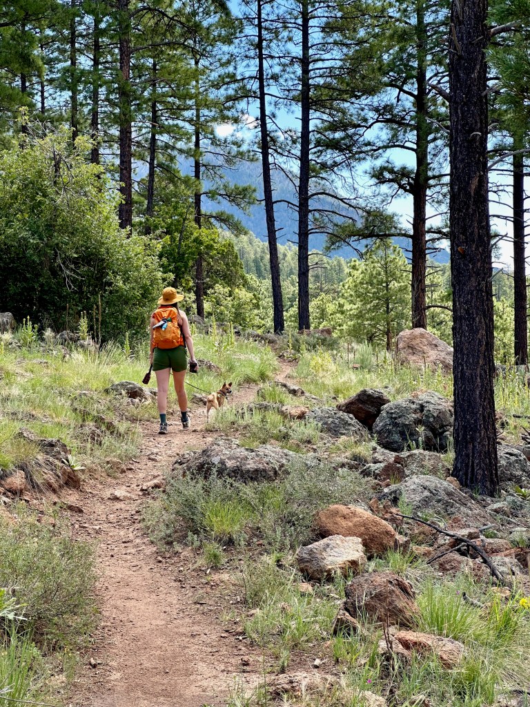 Rocky Ridge Trail in Coconino National Forest of Flagstaff, Arizona