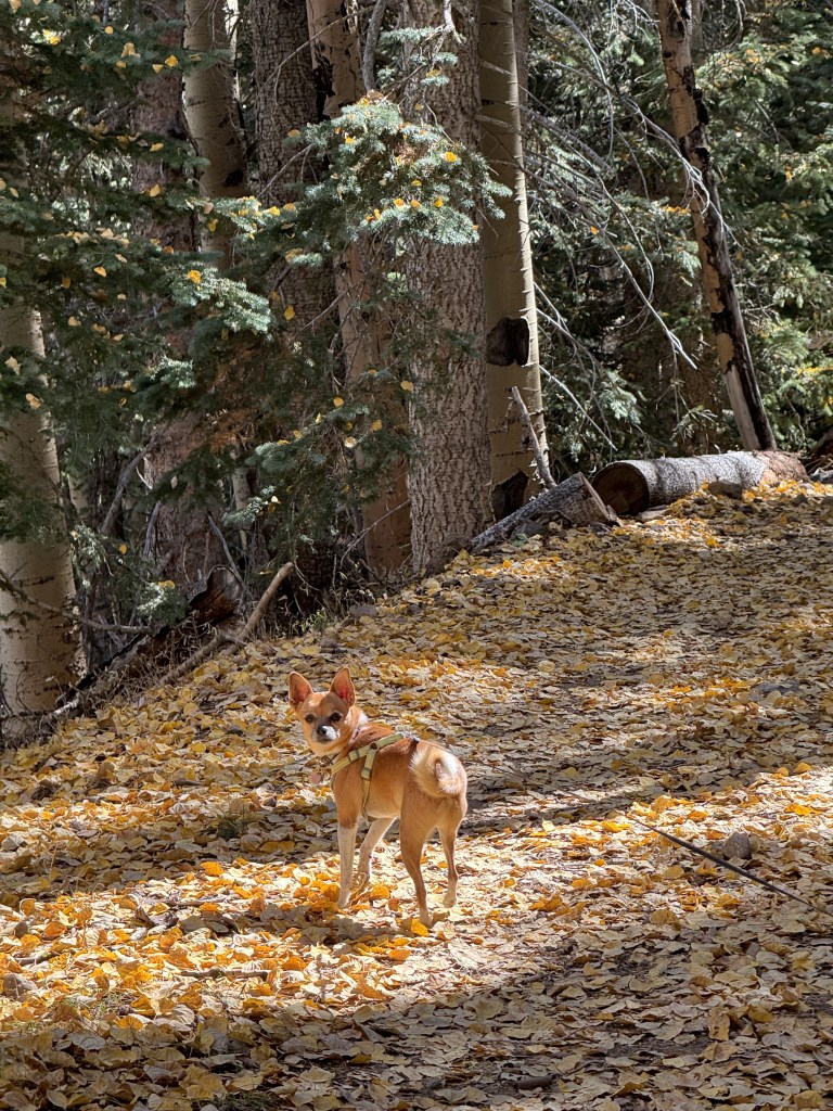 Abineau Trail to Bear Jaw trail in Coconino National Forest near Flagstaff, Arizona