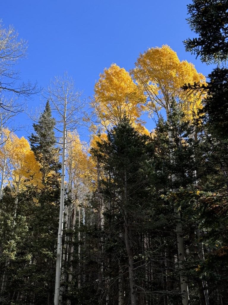Abineau Trail to Bear Jaw trail in Coconino National Forest near Flagstaff, Arizona