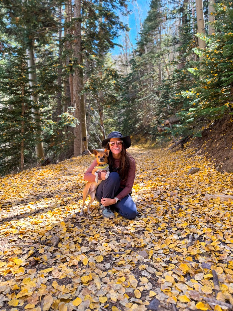 Abineau Trail to Bear Jaw trail in Coconino National Forest near Flagstaff, Arizona