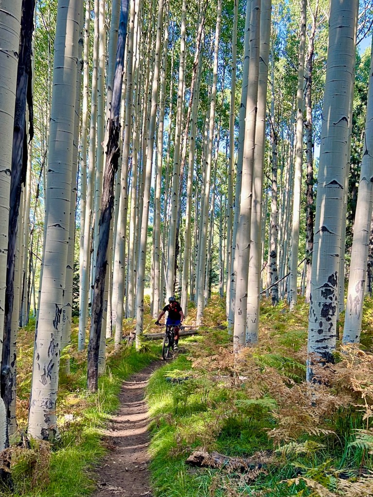 Mountain biking through Aspen trees near Flagstaff, Arizona - Hart Prairie Loop of Coconino National Forest