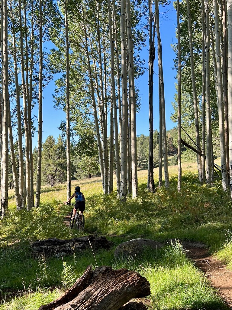 Mountain biking through aspen trees near Flagstaff, Arizona - Hart Prairie Loop of Coconino National Forest