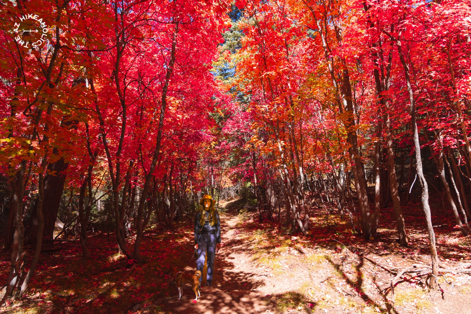 Arizona Fall Colors - bigtooth maples on Houston Brothers Trail