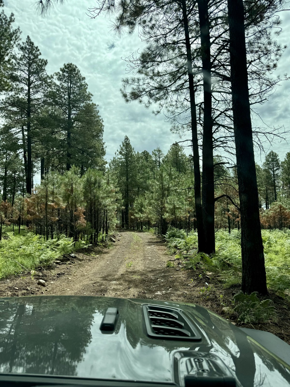 Driving to Pacheta Falls on White Mountain Apache Reservation forest road