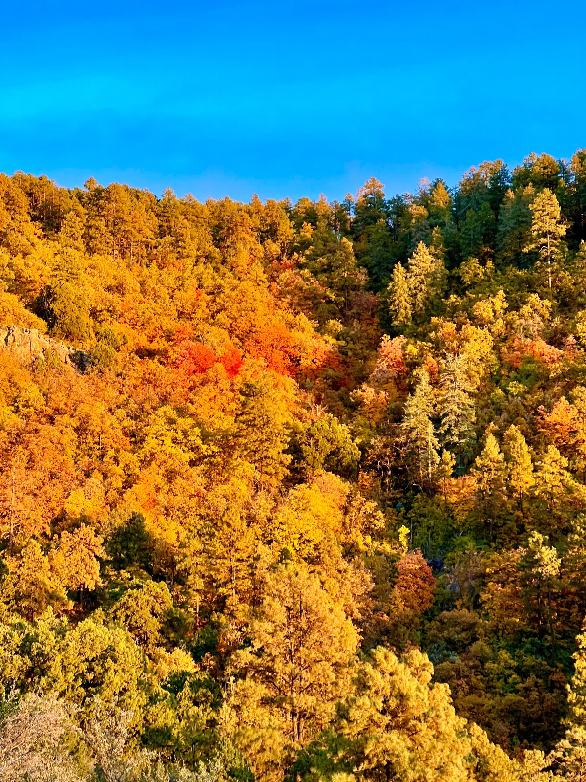 Arizona Fall Color - Mingus Mountain, Prescott