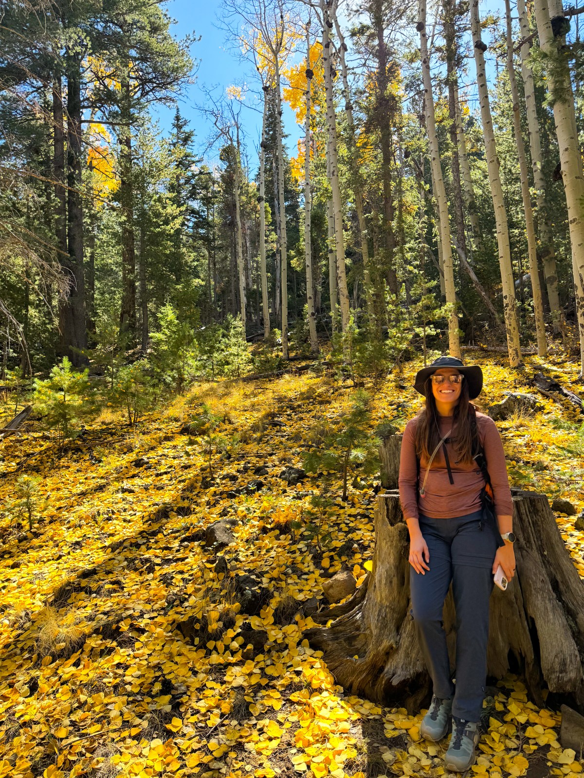 Arizona Fall Colors - Aspens at Bear Jaw Trail, Flagstaff