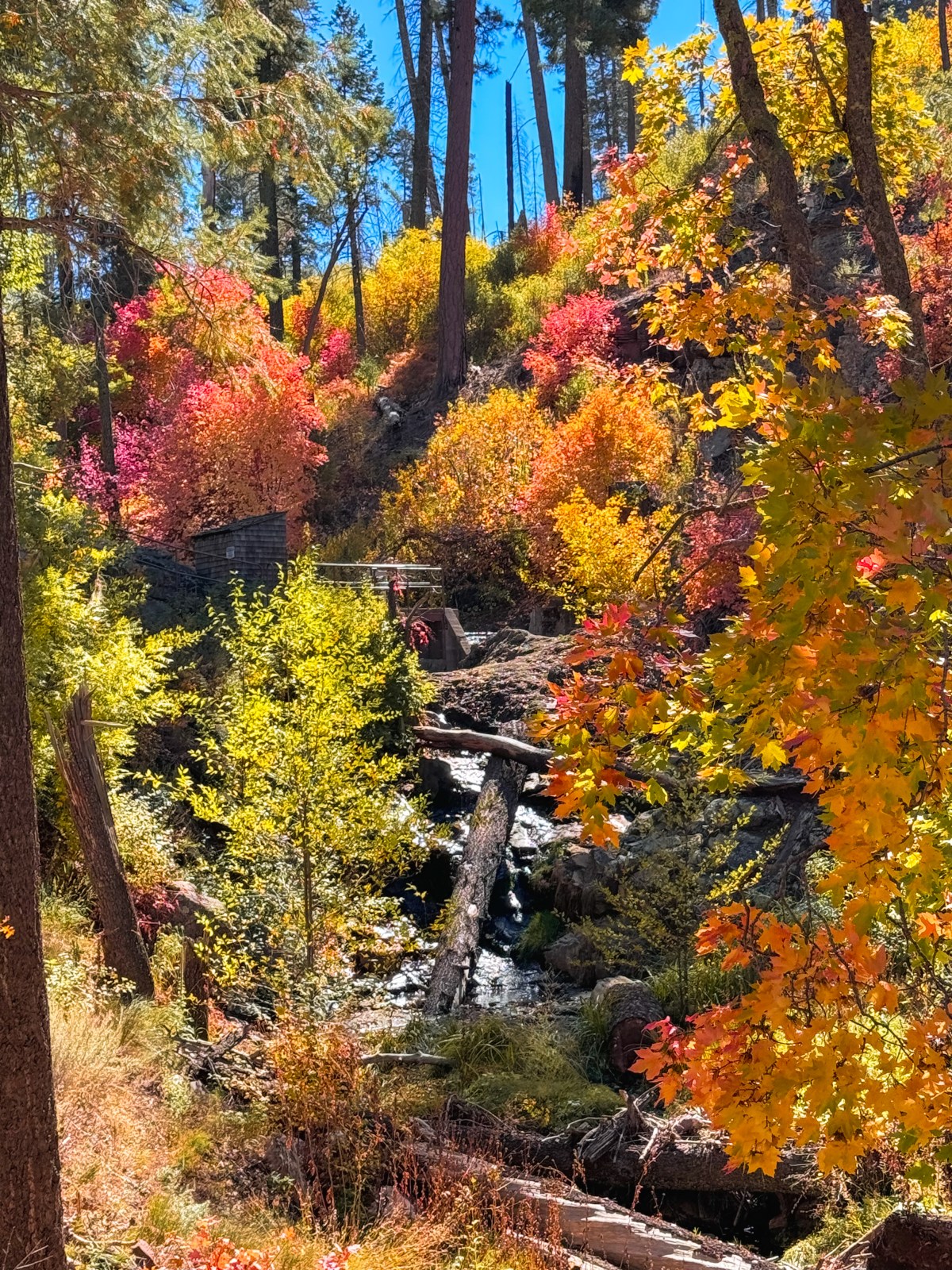 Arizona Fall Colors - Workman Creek, Tonto National Forest