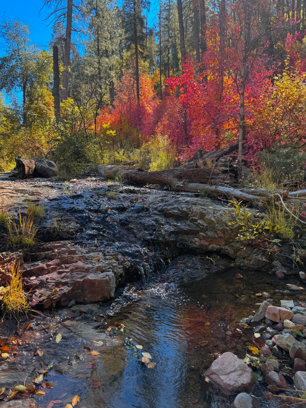 Arizona Fall Colors - Workman Creek, Tonto National Forest