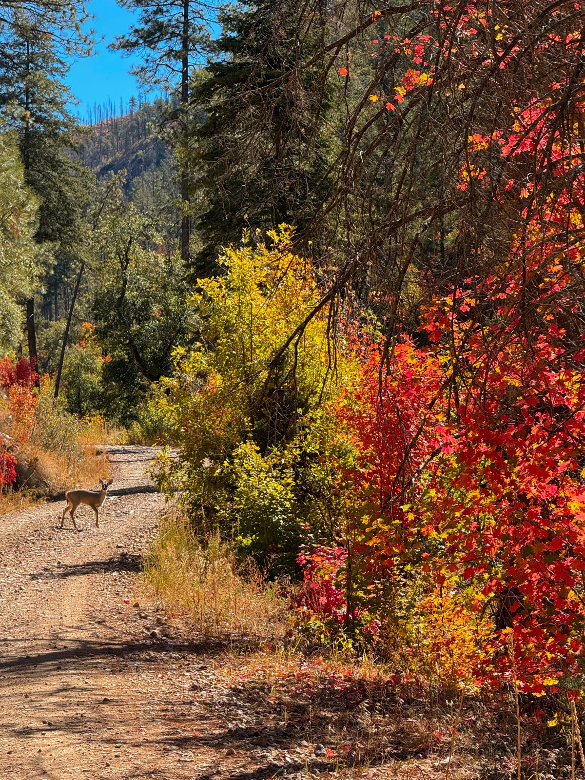 Arizona Fall Colors - Workman Creek, Tonto National Forest