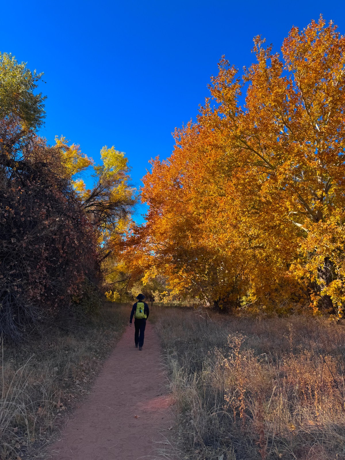 Arizona Fall Colors - Red Rock State Park, Sedona