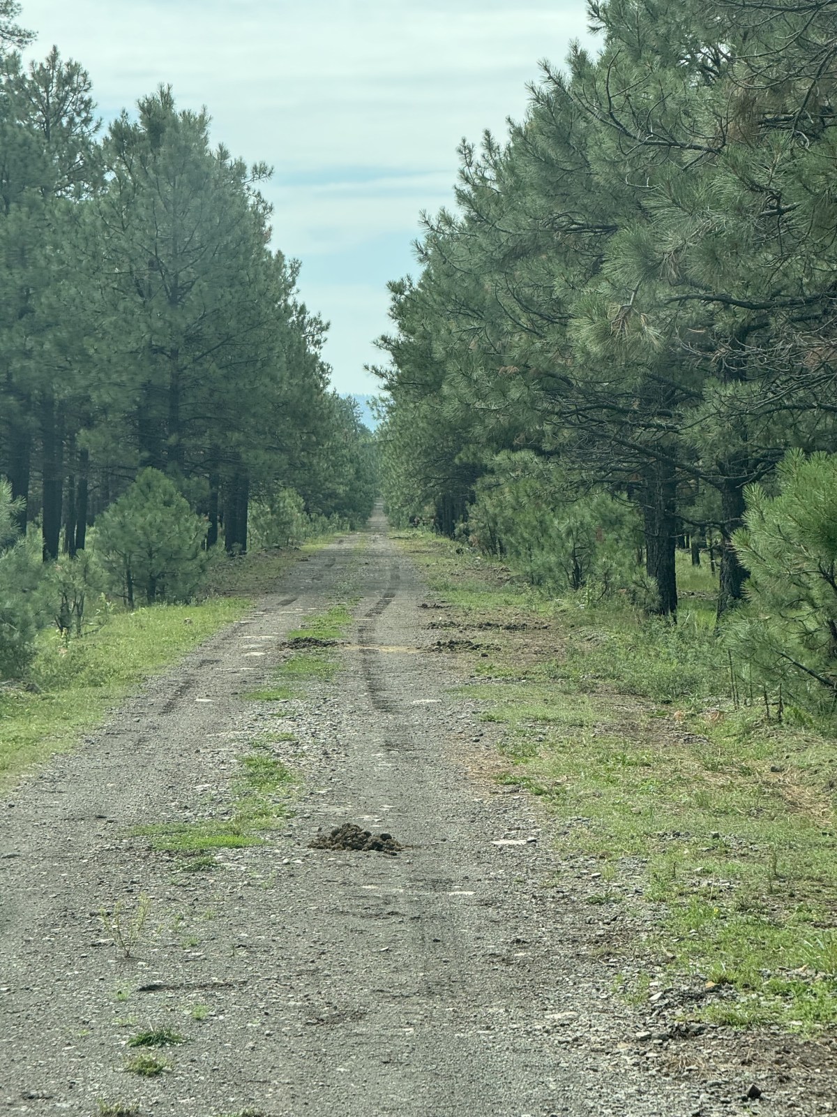 Driving to Pacheta Falls on White Mountain Apache Reservation forest road