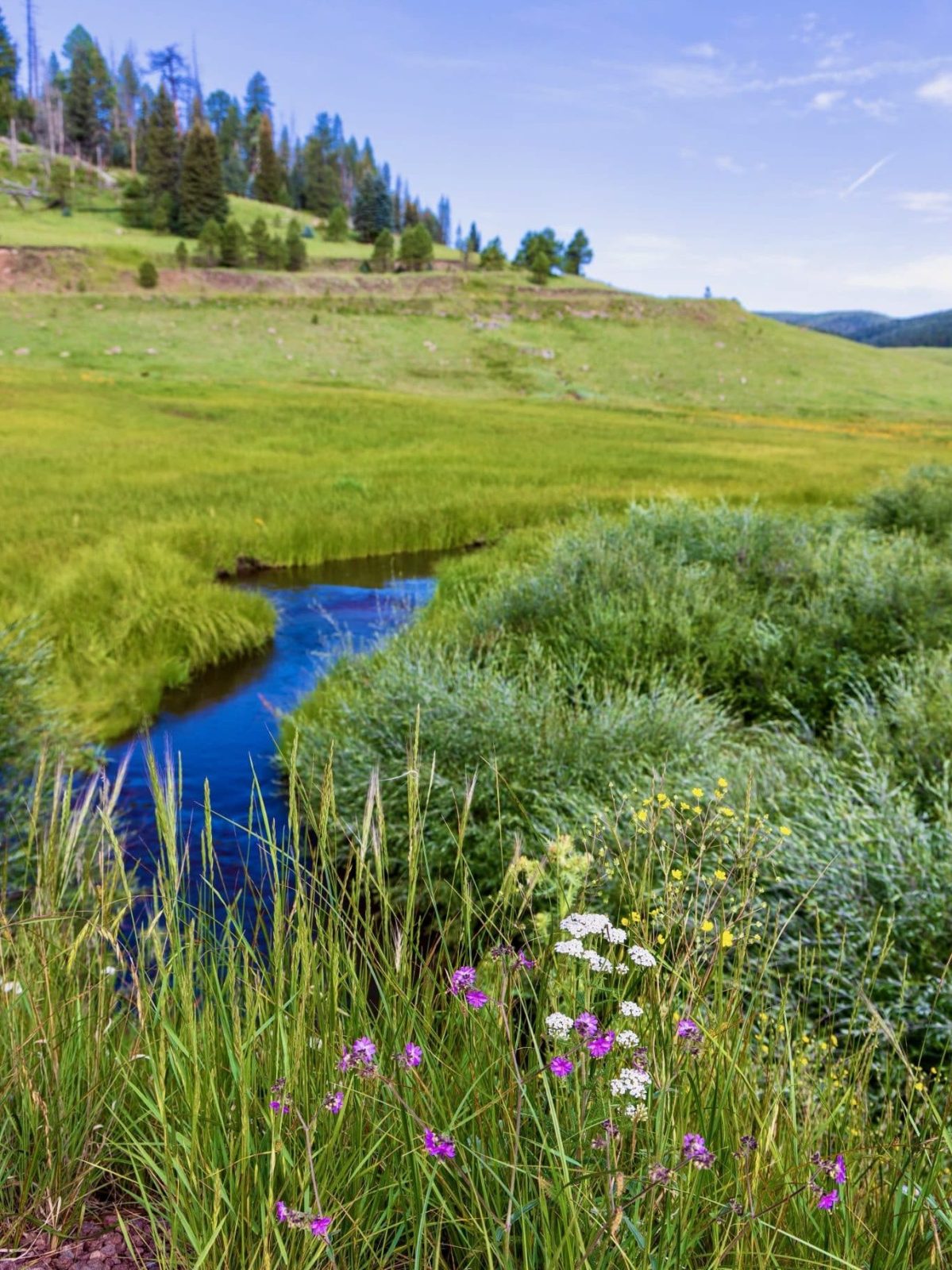 Apache-Sitgreaves National Forest