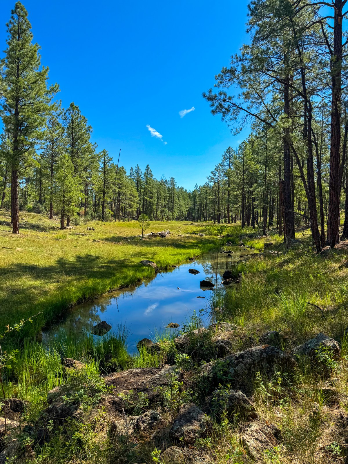 Four Springs Trail, Apache-Sitgreaves National Forest, Pinetop-Lakeside, Arizona