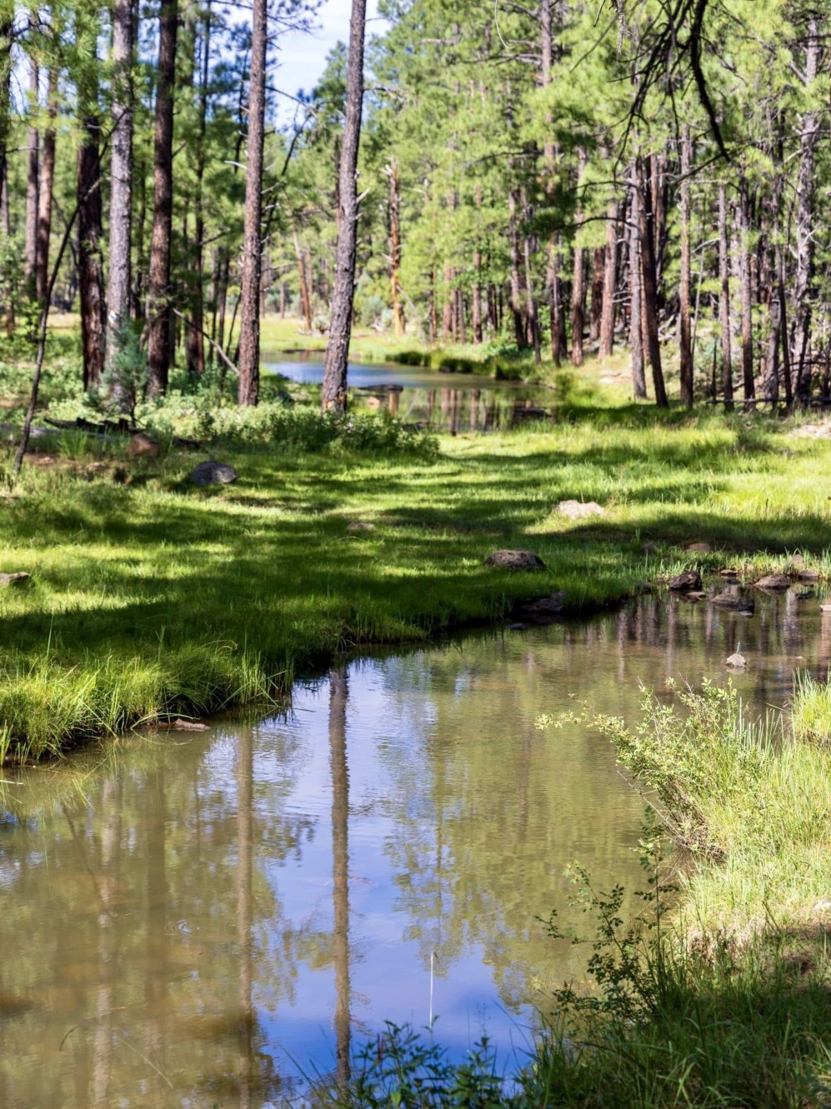 Four Springs Trail, Apache-Sitgreaves National Forest, Pinetop-Lakeside, Arizona