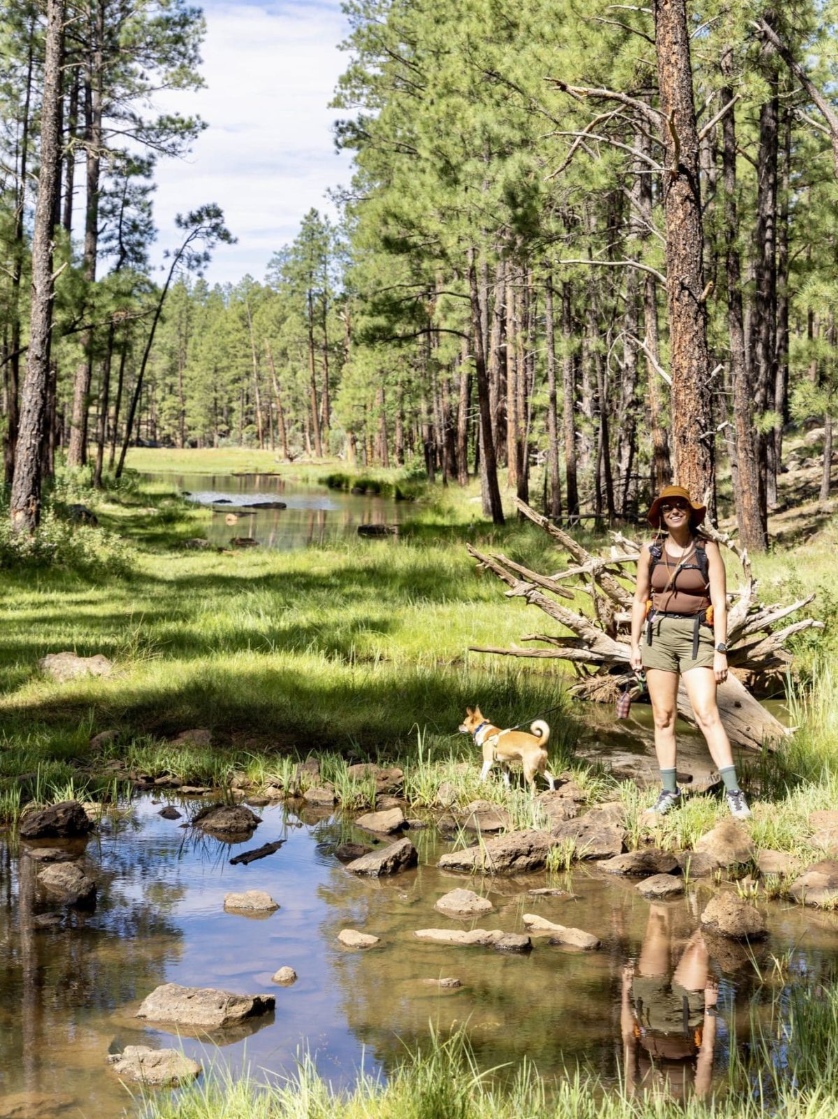Four Springs Trail, Apache-Sitgreaves National Forest, Pinetop-Lakeside, Arizona