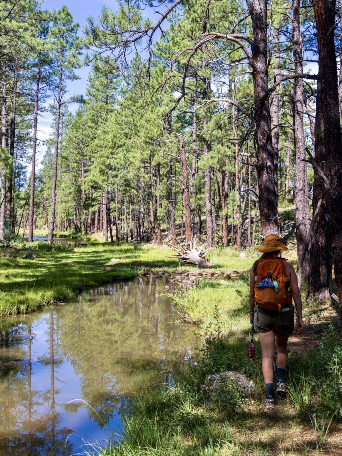 Four Springs Trail, Apache-Sitgreaves National Forest, Pinetop-Lakeside, Arizona