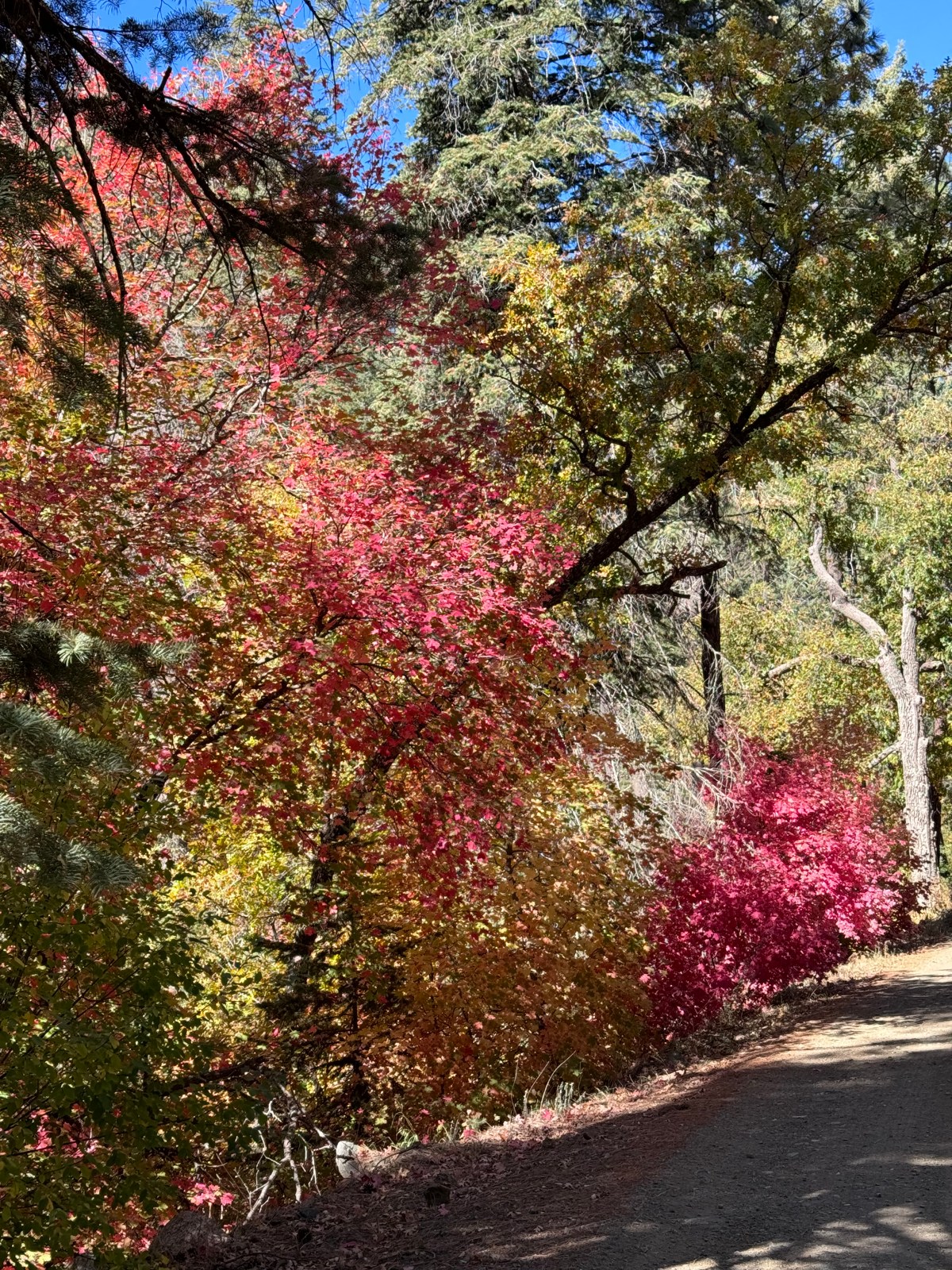 Workman Creek, Sierra Ancha Mountains, Tonto National Forest