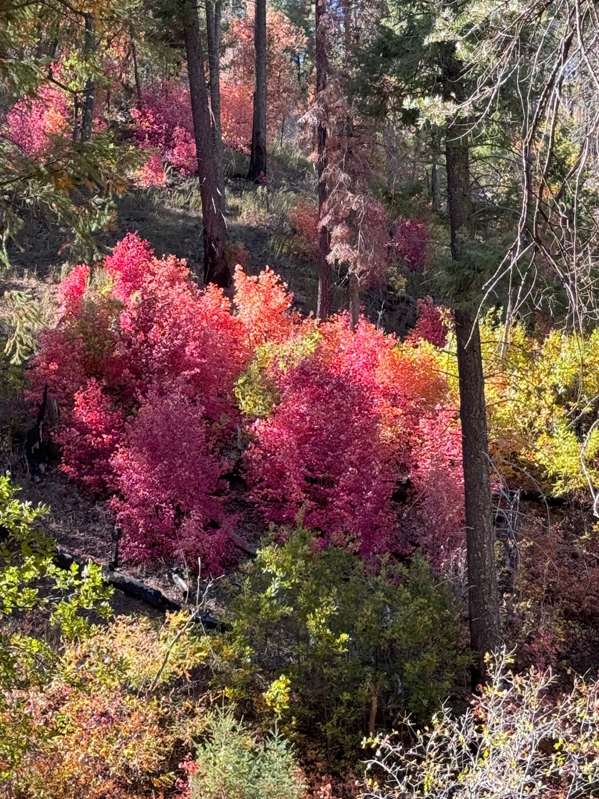 Workman Creek, Sierra Ancha Mountains, Tonto National Forest