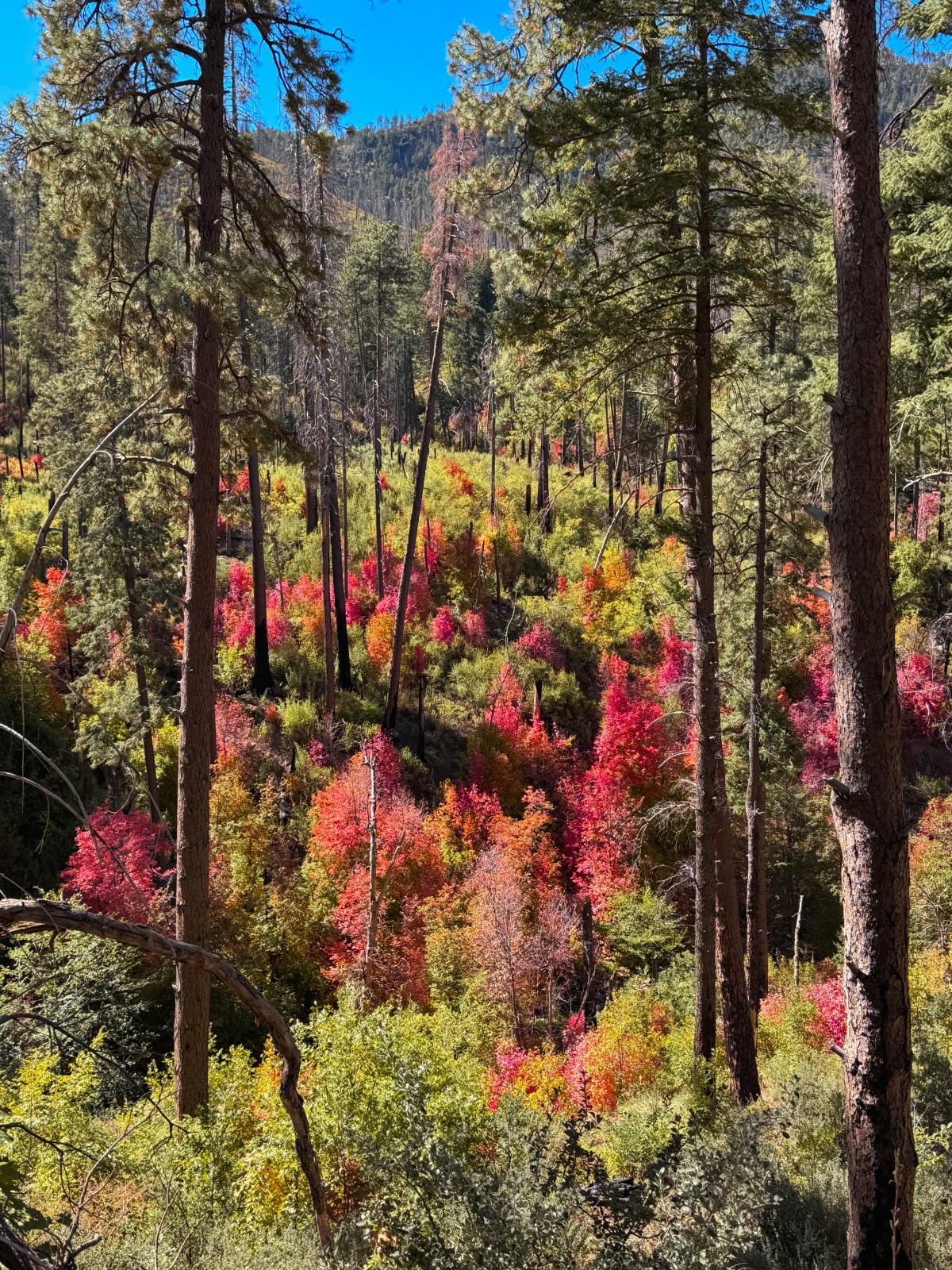 Workman Creek, Sierra Ancha Mountains, Tonto National Forest