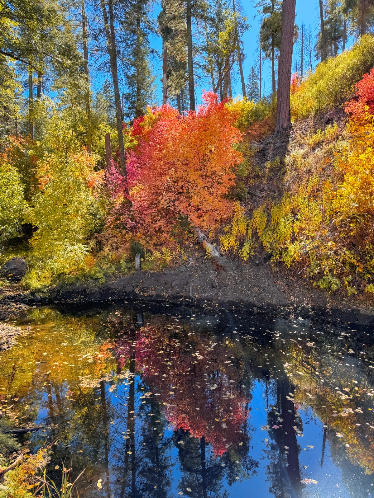 Workman Creek, Sierra Ancha Mountains, Tonto National Forest