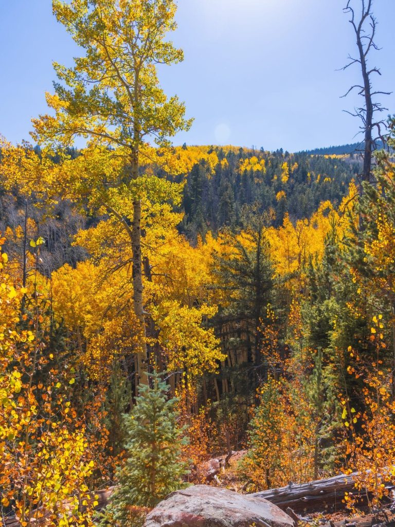 Arizona Fall Colors - Aspens at Bear Jaw Trail, Flagstaff