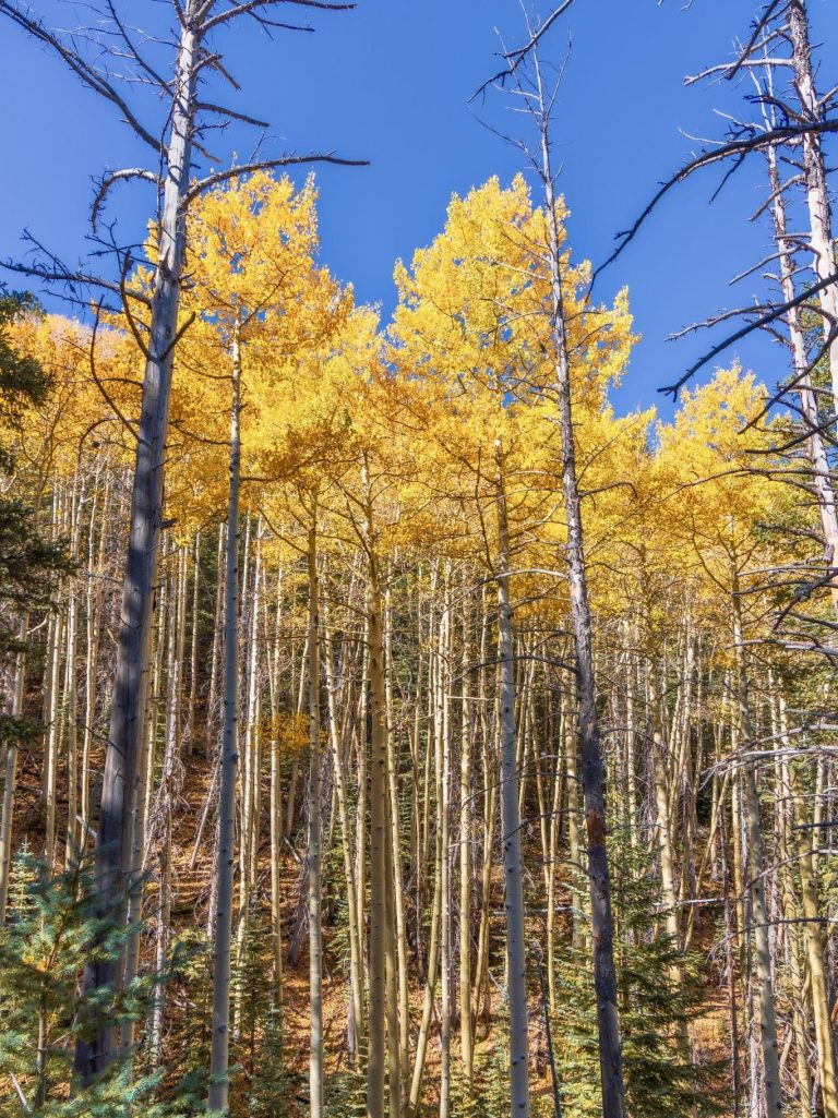 Arizona Fall Colors - Aspens at Bear Jaw Trail, Flagstaff
