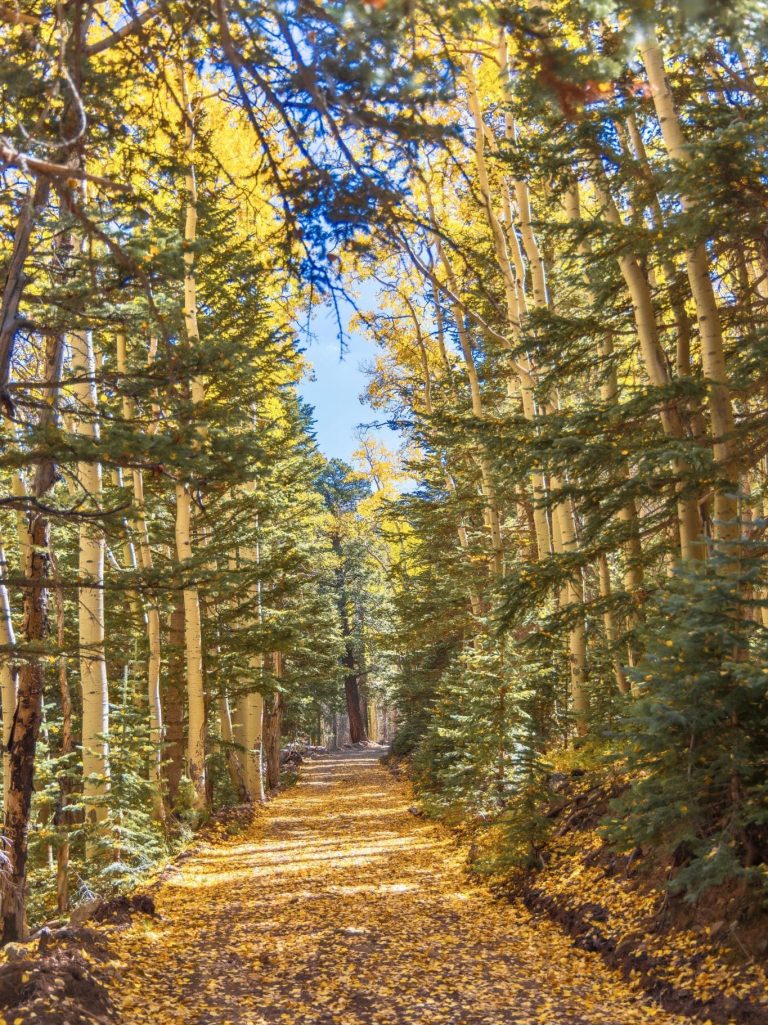 Arizona Fall Colors - Aspens at Bear Jaw Trail, Flagstaff