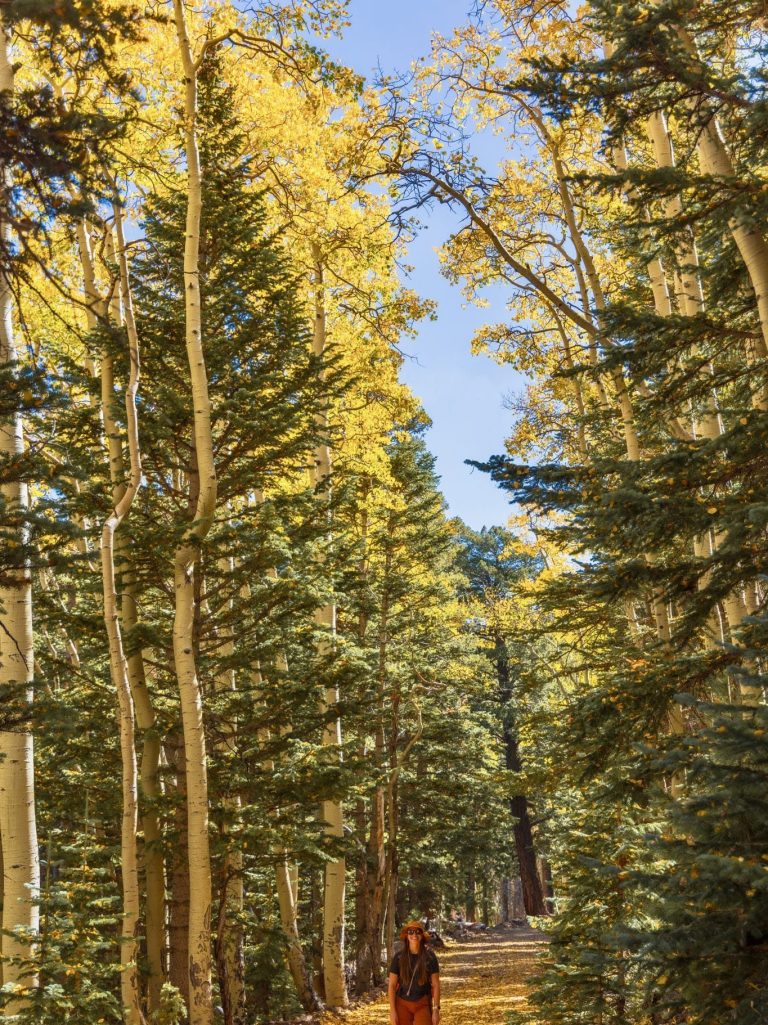 Arizona Fall Colors - Aspens at Bear Jaw Trail, Flagstaff