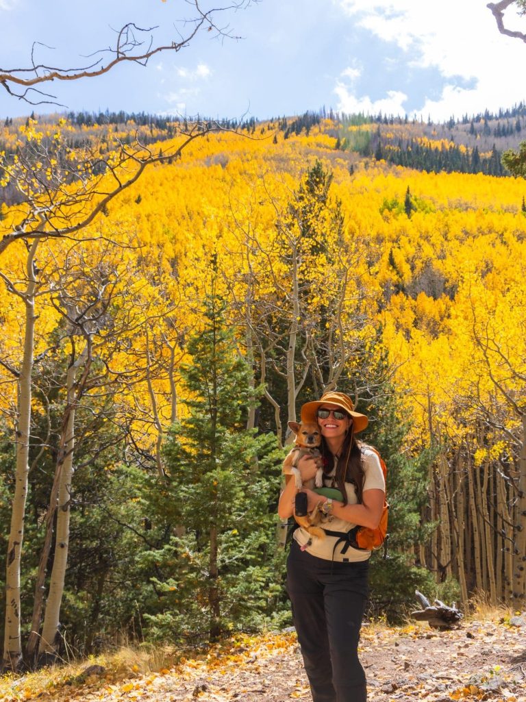 Arizona Fall Colors - Aspens at Inner Basin Trail, Flagstaff