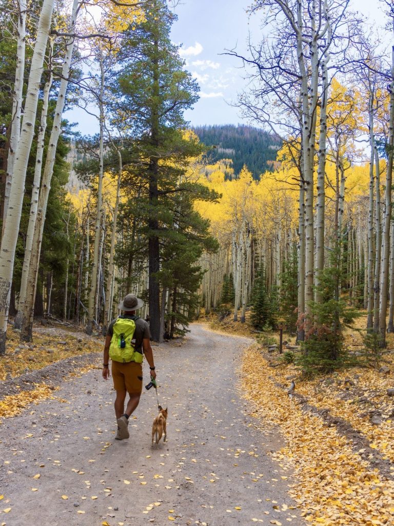 Inner Basin Trail, Coconino National Forest, Flagstaff, Arizona