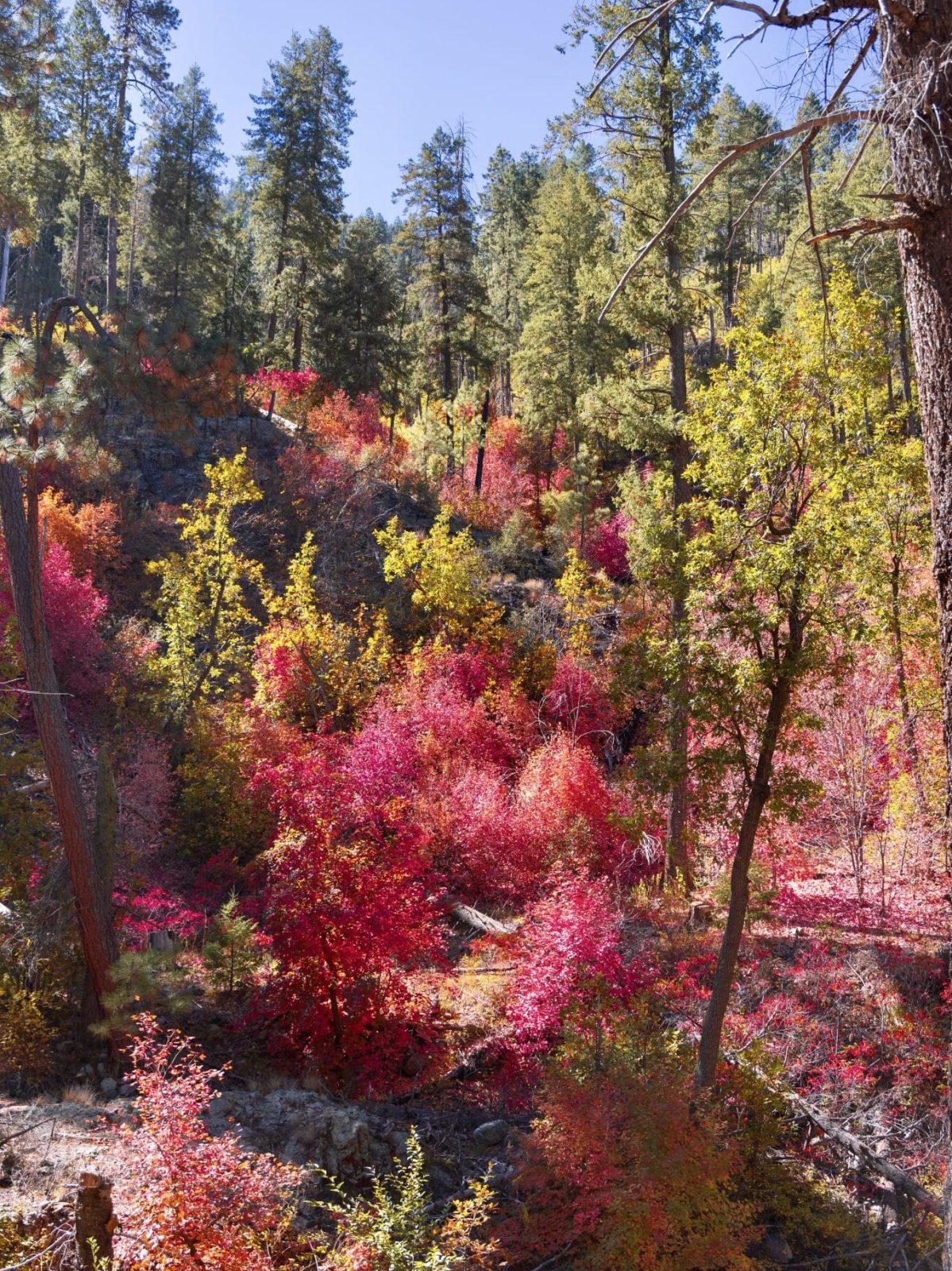 Workman Creek, Sierra Ancha Mountains, Tonto National Forest
