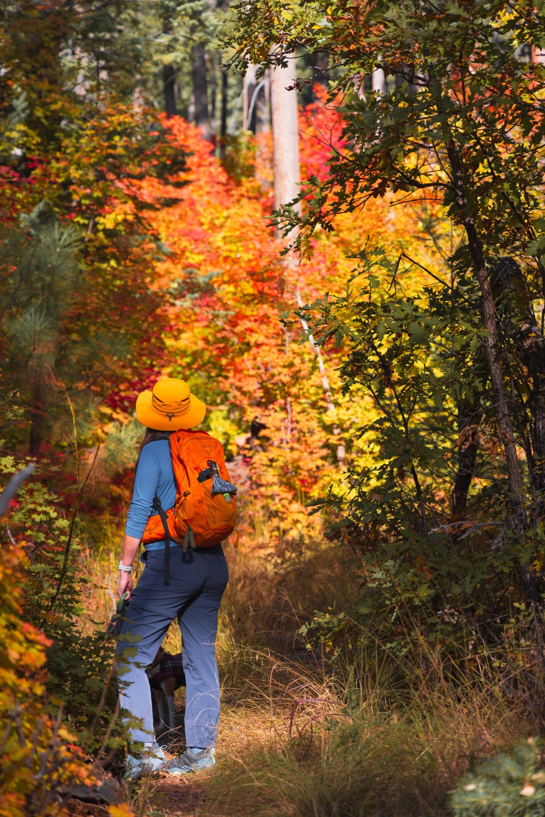 See Canyon Trail #184, Tonto National Forest, Mogollon Rim, Arizona